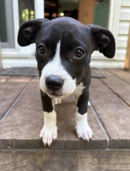 Rhonda -  Mixed Breed Dog for Adoption in Mount Pleasant, South Carolina - Rhonda | PetCurious