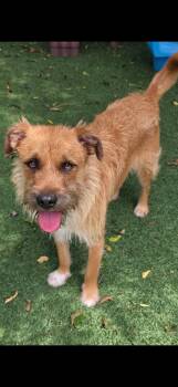 Dexter -  Terrier Dog for Adoption in Texarkana, Texas - Dexter | PetCurious
