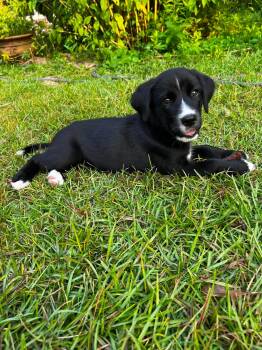 Van -  Siberian Husky and English Springer Spaniel Dog for Adoption in New Baltimore, Michigan - Van | PetCurious
