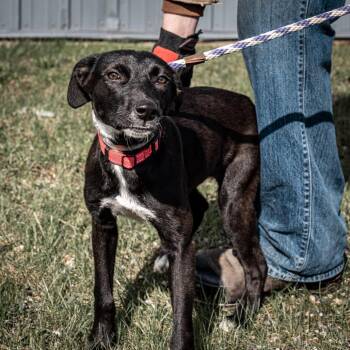 Mixed Breed Dogs Available for Adoption in Tomah, Wisconsin - Friday | PetCurious