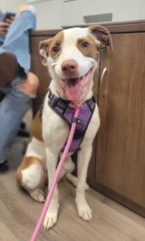 Taco Bella -  Mixed Breed Dog for Adoption in Chillicothe, Ohio - Taco Bella | PetCurious
