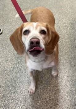Abby -  Beagle Dog for Adoption in Kansas City, Missouri - Abby | PetCurious