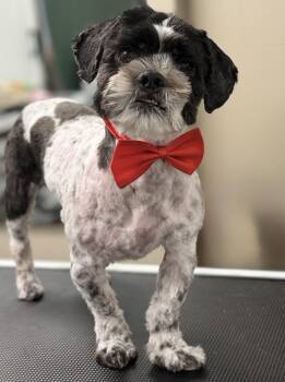 Aaron -  Shih Tzu Dog for Adoption in Newport Beach, California - Aaron | PetCurious