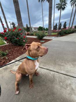 Pit Bull Terrier Dogs Available for Adoption in Roseville, California - Rusty | PetCurious