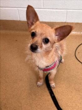 PENNY -  Chihuahua and Mixed Breed Dog for Adoption in Derwood, Maryland - PENNY | PetCurious