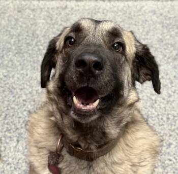 Shiloh -  Anatolian Shepherd Dog for Adoption in Golden, Colorado - Shiloh | PetCurious