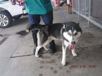 Husky and Mixed Breed Dogs Available for Adoption in Oroville, California - BOWIE | PetCurious