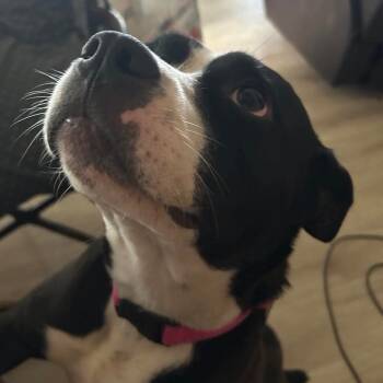 Rescue Boxer and Mixed Breed Dogs for Adoption in Hackett, Arkansas - Maleficent | PetCurious