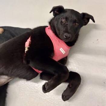 Labrador Retriever and Mixed Breed Dogs Available for Adoption - Madison Chuck-It | PetCurious