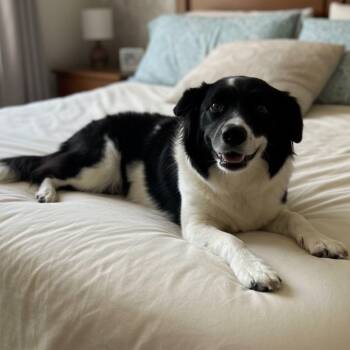 Astra -  Border Collie and Corgi Dog for Adoption in San Diego, California - Astra | PetCurious