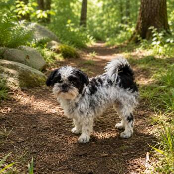 Cash -  Shih Tzu Dog for Adoption in Smithfield, North Carolina - Cash | PetCurious