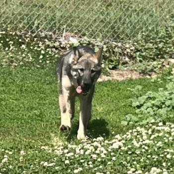 Cowboy -  Norwegian Elkhound and Husky Dog for Adoption in Albert Lea, Minnesota - Cowboy | PetCurious