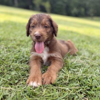 Loak -  Goldendoodle and Bernadoodle Dog for Adoption in Warrior, Alabama - Loak | PetCurious