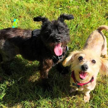 Lily -  Terrier Dog for Adoption in Michigan City, Indiana - Lily | PetCurious