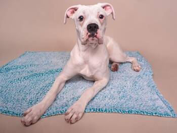 Boxer Dogs Available for Adoption in Palo Alto, California - Halo | PetCurious