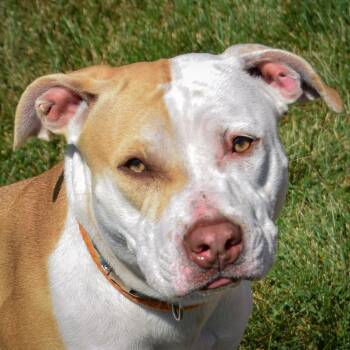 Rescue American Staffordshire Terrier and Boxer Dogs for Adoption in Huntley, Illinois - Tally | PetCurious