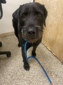 Dax -  Labrador Retriever Dog for Adoption in Vancouver, Washington - Dax | PetCurious