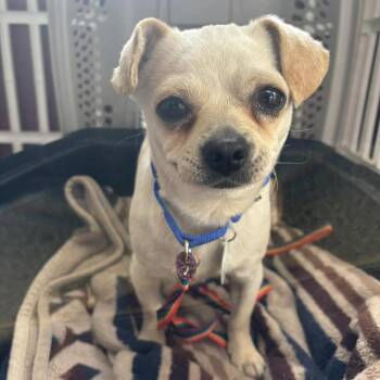 Chihuahua and Pug Dogs Available for Adoption in Larkfield-wikiup, California - Georgia | PetCurious
