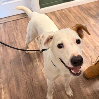 Arnold -  Mixed Breed Dog for Adoption in Evensville, Tennessee - Arnold | PetCurious