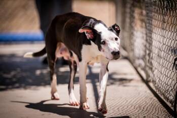 Snow white -  Pit Bull Terrier Dog for Adoption in Twentynine Palms, California - Snow White | PetCurious