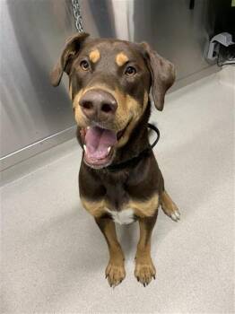 GRIZZ -  Alaskan Malamute and Doberman Pinscher Dog for Adoption in Fairbanks, Alaska - GRIZZ | PetCurious
