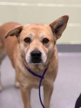Retriever and Mixed Breed Dogs Available for Adoption - Sheryl Crow | PetCurious