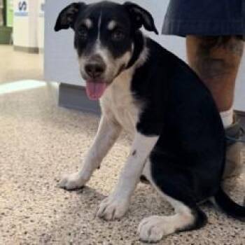 Puppy 07/16/2026 -  Collie and Mixed Breed Dog for Adoption in Bullhead City, Arizona - Puppy 07/16/2026 | PetCurious