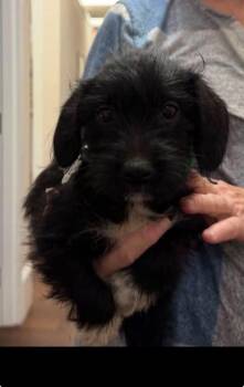 Bert -  Terrier and Dachshund Dog for Adoption in Holly Springs, North Carolina - Bert | PetCurious