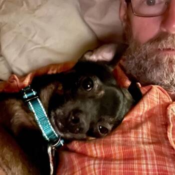 Rescue Chihuahua and Dachshund Dogs for Adoption in Portland, Oregon - Angel | PetCurious