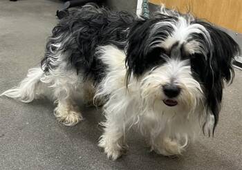 Shih Tzu and Mixed Breed Dogs Available for Adoption - NARUTO | PetCurious