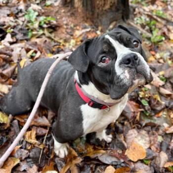 English Bulldog and Mixed Breed Dogs Available for Adoption in Rocky Mount, Virginia - Diva | PetCurious