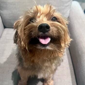 Beary Twinkletoes Buster -  Yorkshire Terrier and Silky Terrier Dog for Adoption in Friendswood, Texas - Beary Twinkletoes Buster | PetCurious