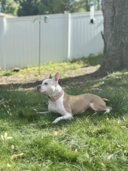 Terrier Dogs Available for Adoption in Ocean Township, New Jersey - Minnie | PetCurious