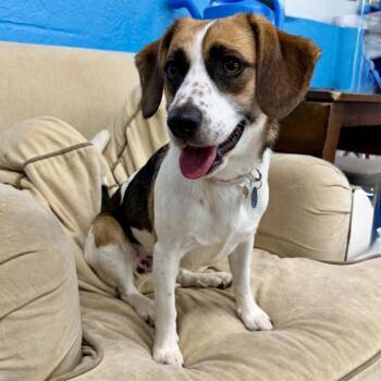 Molly -  Beagle Dog for Adoption in Hurricane, Utah - Molly | PetCurious