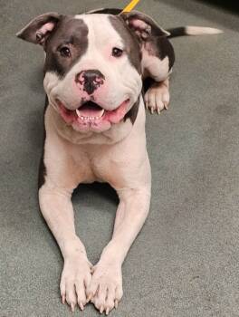 Rescue American Staffordshire Terrier Dogs for Adoption in Raleigh, North Carolina - Homer | PetCurious