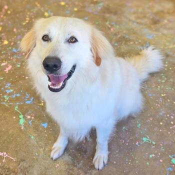 Shane -  Great Pyrenees Dog for Adoption in Gainesville, Texas - Shane | PetCurious