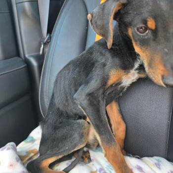 DOBBY -  Doberman Pinscher and Australian Cattle Dog Blue Heeler Dog for Adoption in Holton, Kansas - DOBBY | PetCurious