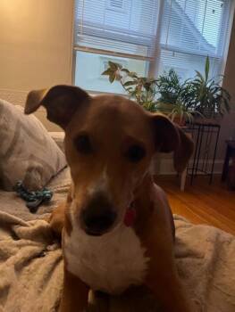 Beagle and Foxhound Dogs Available for Adoption in Louisville, Kentucky - Meryl | PetCurious