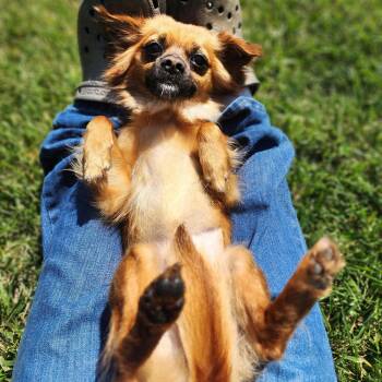 Rescue Pomeranian and Chihuahua Dogs for Adoption in Clovis, California - Mochi | PetCurious