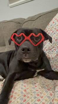 Labrador Retriever Dogs Available for Adoption - Kugel | PetCurious