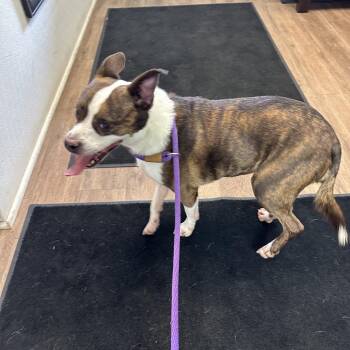 Buster -  Boston Terrier and Mixed Breed Dog for Adoption in Morganfield, Kentucky - Buster | PetCurious