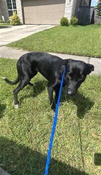 Rescue Labrador Retriever and Mixed Breed Dogs for Adoption in Houston, Texas - A642780 | PetCurious