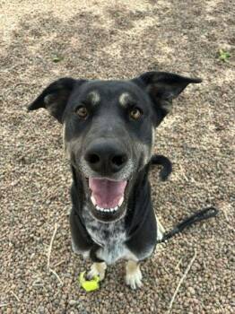 Zeke -  German Shepherd Dog Dog Available for Adoption in Canon City, Colorado - Zeke | PetCurious