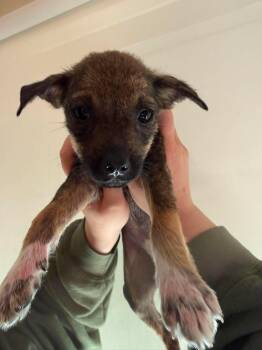 Dolly -  Mixed Breed Dog for Adoption in Athens, Ontario - Dolly | PetCurious