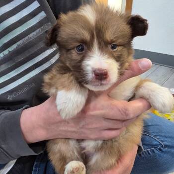 Ginger Snap 1 -  Australian Cattle Dog Blue Heeler and Bernese Mountain Dog Dog for Adoption in Belfair, Washington - Ginger Snap 1 | PetCurious