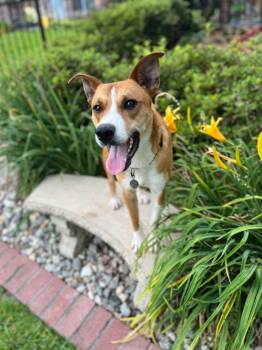Champ -  Carolina Dog Dog for Adoption in Queen City, Texas - Champ | PetCurious