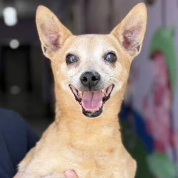 Chihuahua Dogs Available for Adoption in Fresno, California - Ginger | PetCurious