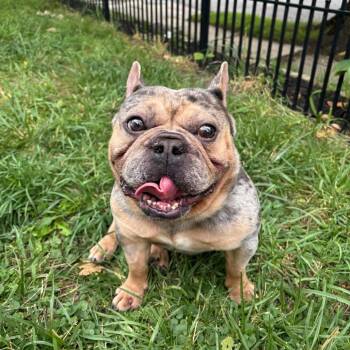 Kev -  French Bulldog Dog for Adoption in Huber Heights, Ohio - Kev | PetCurious