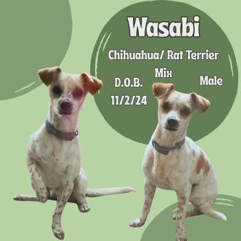 Wasabi -  Rat Terrier and Chihuahua Dog for Adoption in Caldwell, Texas - Wasabi | PetCurious