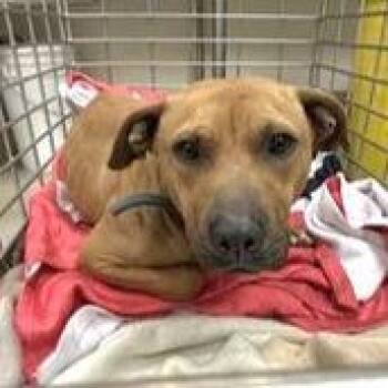 Pit Bull Terrier Dogs Available for Adoption - Herbie | PetCurious